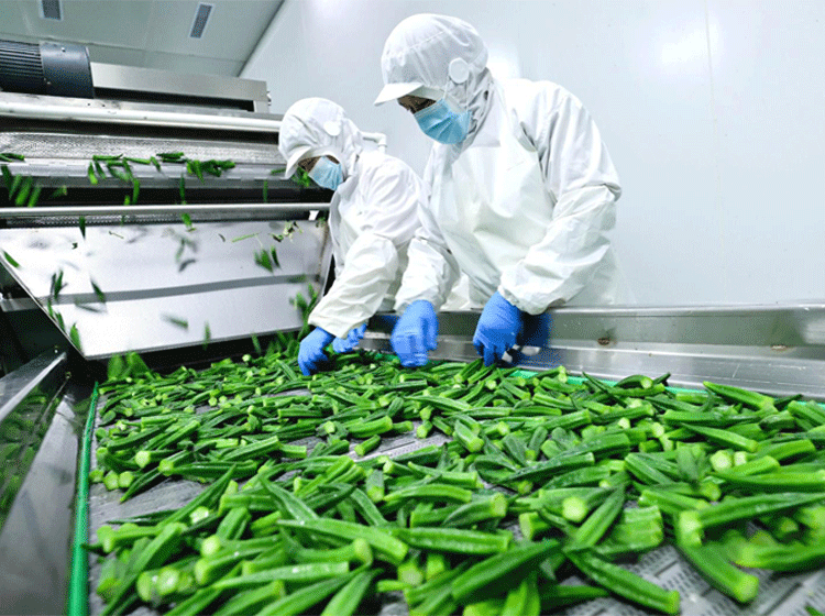 示例：果蔬食品生产线